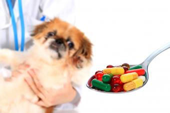 Dog and pills