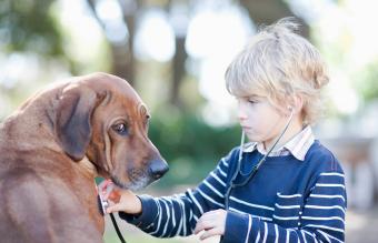 Boy checking sick dog