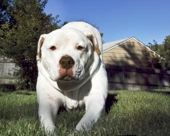 Adult white American Bulldog