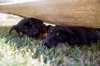 Two Australian Kelpie puppies