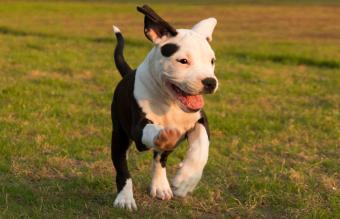 American Staffordshire Terrier Puppy 