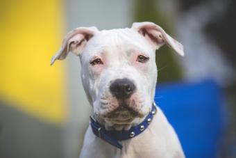 American Staffordshire Terrier young dog