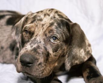 Catahoula Cur Leopard Puppy