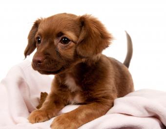 Chiweenie Puppy