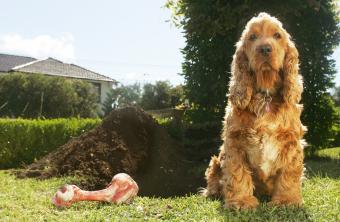 Cockerspaniel and Bone Beside Large Dug Hole