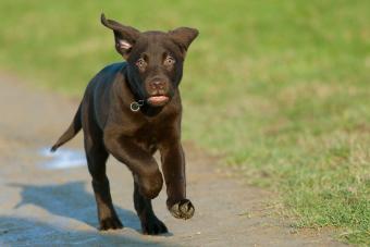 running chocolate lab puppy