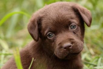 https://cf.ltkcdn.net/dogs/images/slide/238498-850x566-choc-lab-puppy.jpg