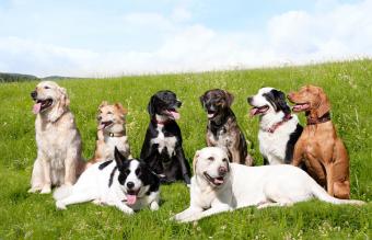 group of mixed breed dogs