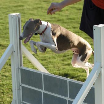 https://cf.ltkcdn.net/dogs/images/slide/244111-850x850-6-miniature-greyhound.jpg