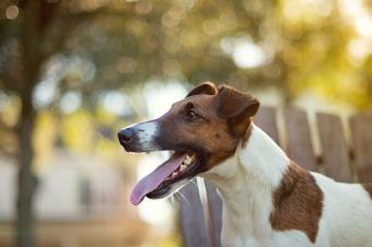 https://cf.ltkcdn.net/dogs/images/slide/245544-850x565-smooth-short-hair-fox-terrier.jpg