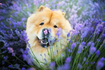 Chow Chow dog in lavender field