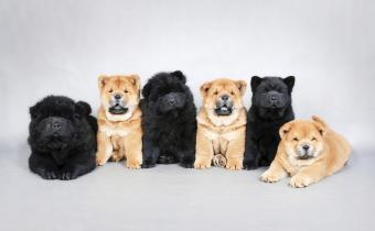 Six chow chow puppies