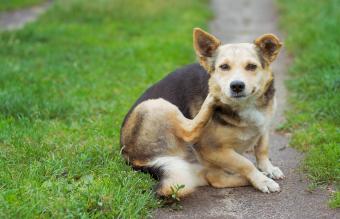 Itchy pup