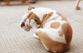 English Bulldog Puppy Scratching Fleas