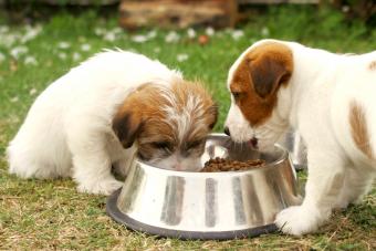 Puppies eating