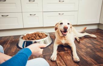 Person Giving Food To Dog