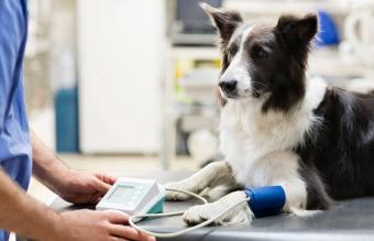 Veterinarian examining dog in vet's surgery