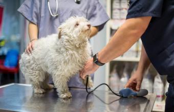 Veterinarian measuring blood pressure to a dog