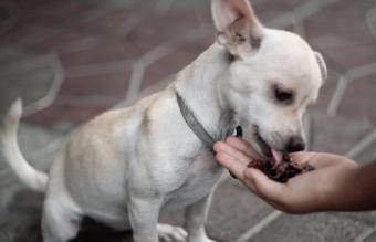 Hand Feeding Puppy 