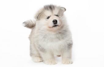 Alaskan Malamute puppy