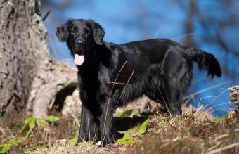 black Flat-coated retriever