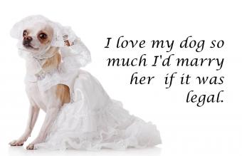 Dog with wedding dress 