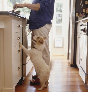 Jack Russell watching owner prepare food