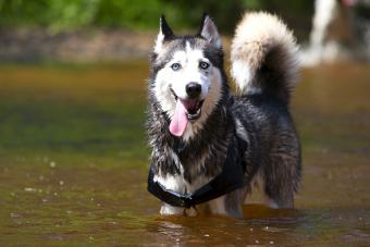 Siberian Husky with 2 blue eyes, standing in the water