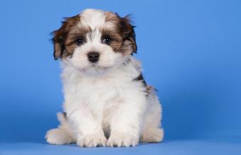 sitting Havanese puppy