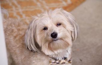 Lhasa Apso At Home