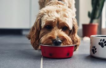 Dog eating food from a bowl