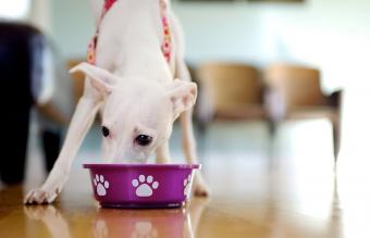puppy eating from dog dish