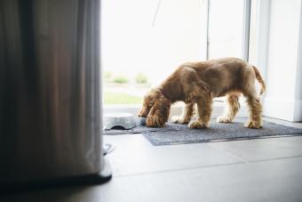 Cocker Spaniel puppy eating from a bowl