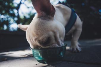 French Bulldog eating from glass bowl