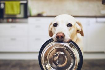 Dog with bowl in mouth