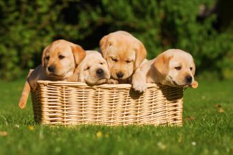 Basket of puppies