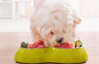 Dog eating natural food from a bowl