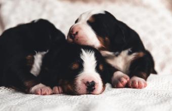 Little puppy of Bernese Mountain Dog