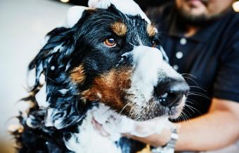 Dog with soap bubbles on head 