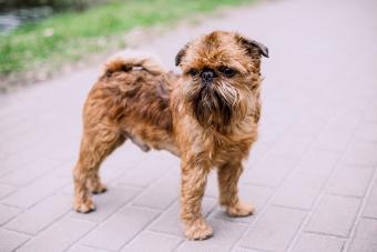 Brussels Griffon dog breed