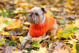 Brussels Griffon dog in the park