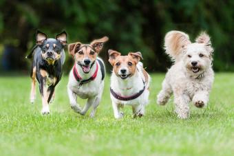 Small dogs running