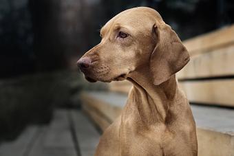 Vizsla dog looking away