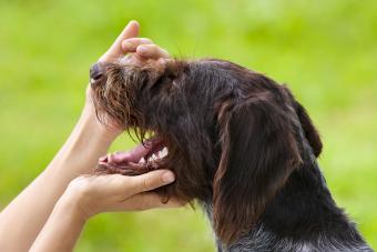 Looking into dog's mouth