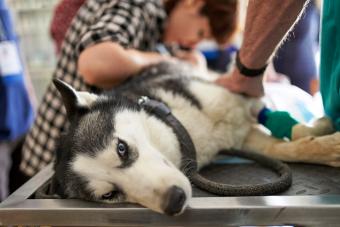 Dog at the veterinary
