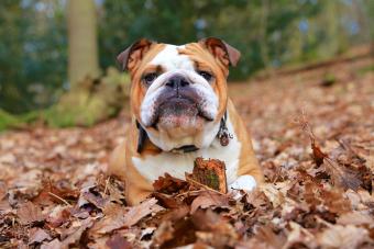 English Bulldog laying in Autumn Leaves