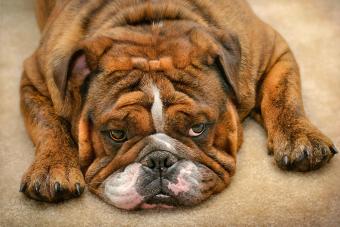 English bulldog with brindle fur laying on the carpet