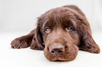 Brown flat coated retriever puppy