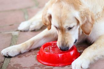 Golden Retriever drinking water outdoors