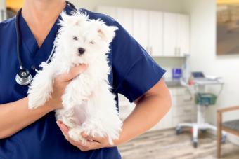 Veterinarian with Small Puppy